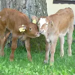 Gut Horn 3* 瓦京阿西
