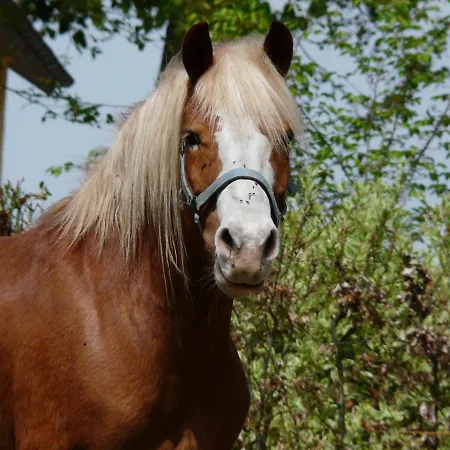 Guest house Gut Horn Waging am See