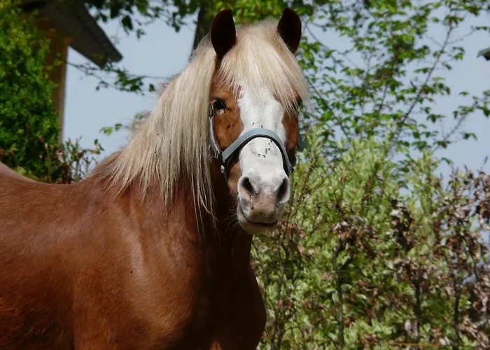 Pensjonat Gut Horn Waging am See